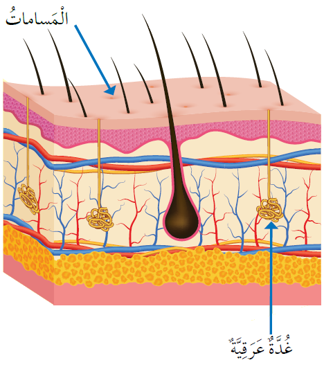 الجلد الجلد